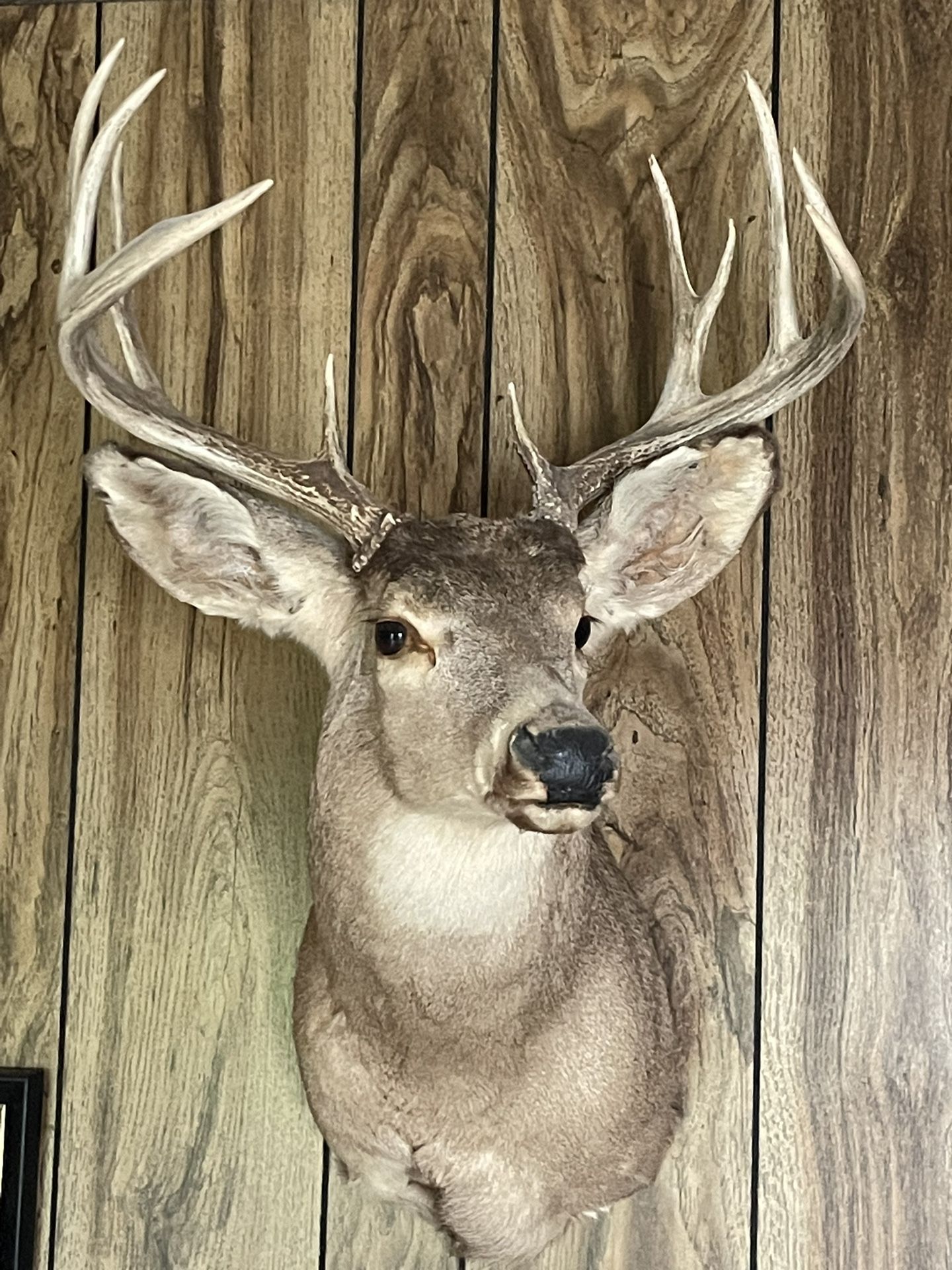 Eight Point Deer Head