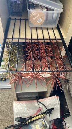 Coike/ urchin baits