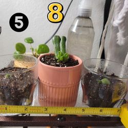 Succulents! Easy To Care For