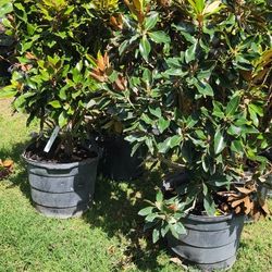 Magnolia Tree 15gallones 7ft Tall 