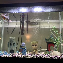 Fish tank -fully equipped 