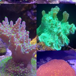Saltwater Aquarium Decorations