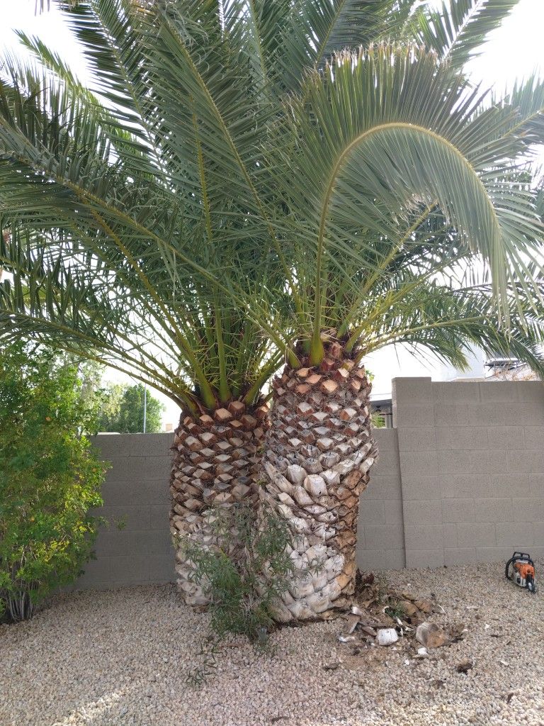 Palm Tree