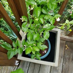 American  Jasmine Plant