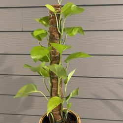 Neon Pothos On Moss Pole | Two Vines | 2 Ft Tall Each
