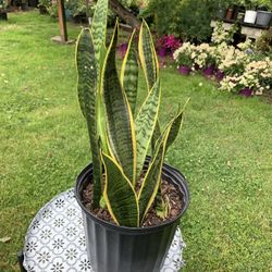 Indoor Snake  Plant 
