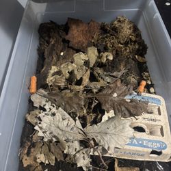 Terrarium Isopod Decor More