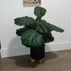 Fiddle Leaf Potted Plant