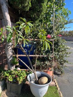 Large plumeria
