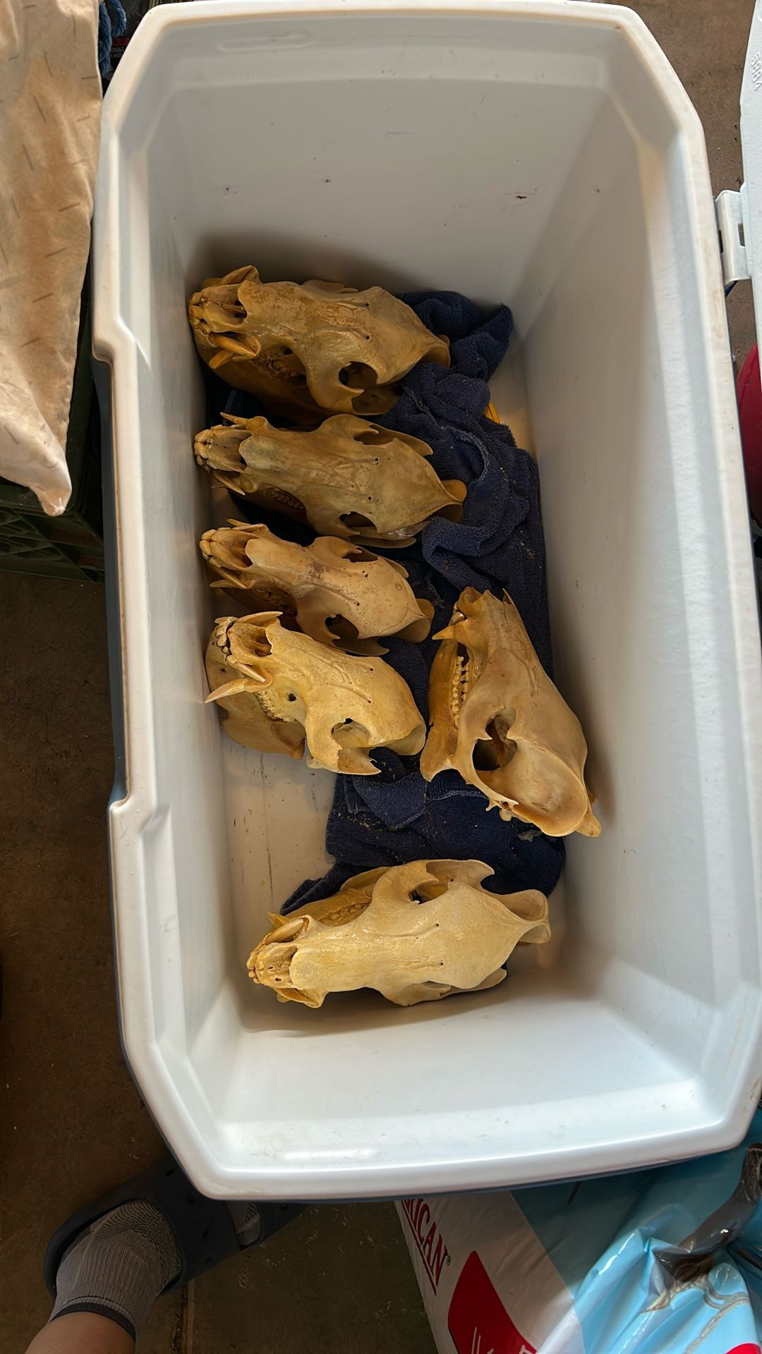 Javelina Skulls 