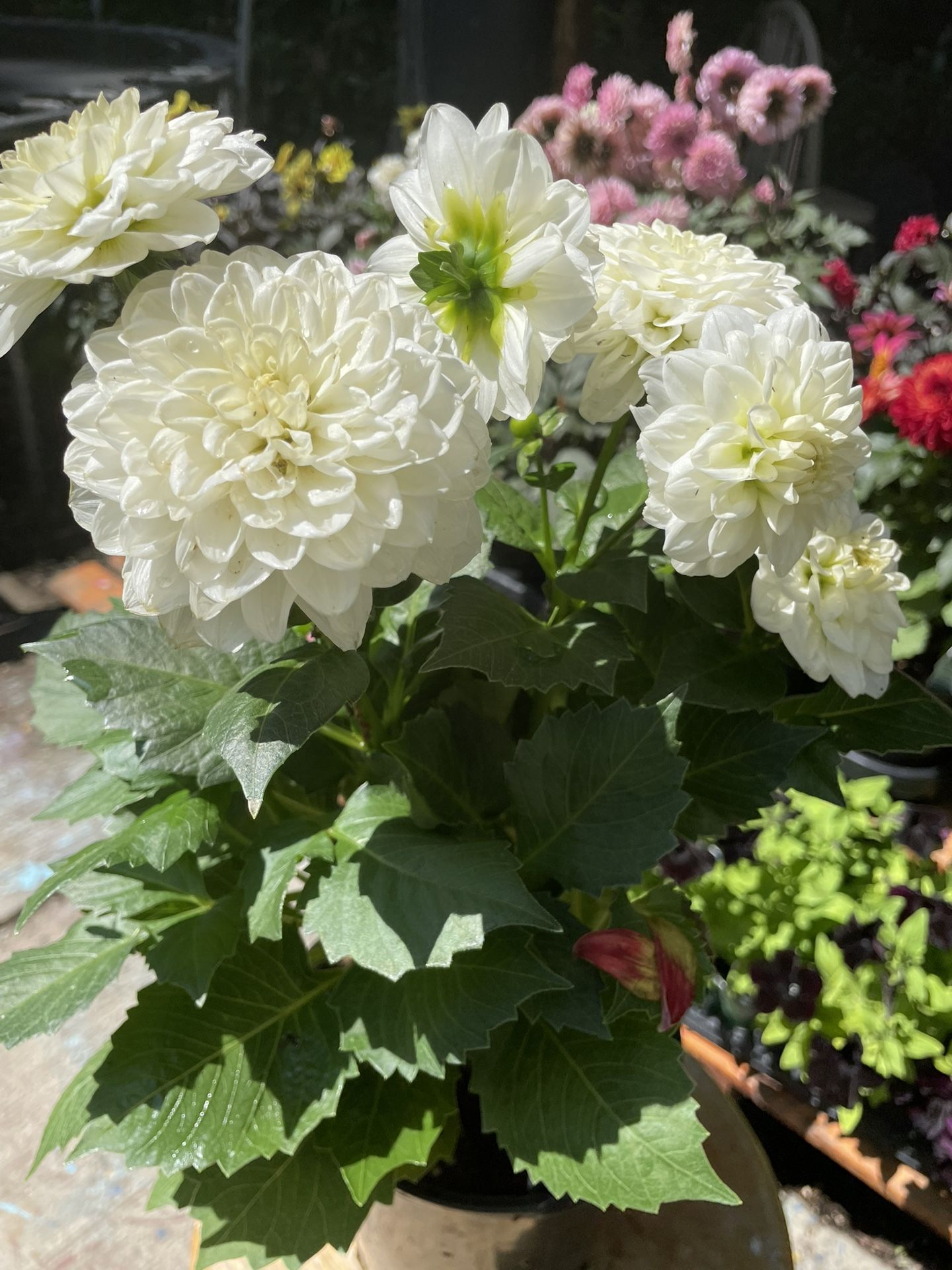 Dalia