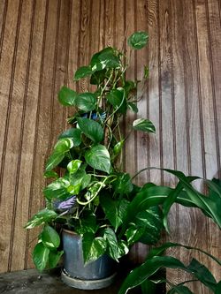Large Pothos Plant in maceta verde de barro, lista para tu hogar🪴