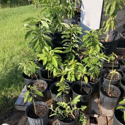 Plants.  Avocado Mango Lemon. $15 Each 