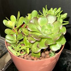Mixed succulents