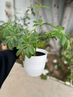 Schefflera arboricola, (Dwarf Umbrella Tree)