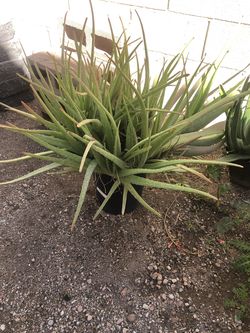 Aloe Vera plant