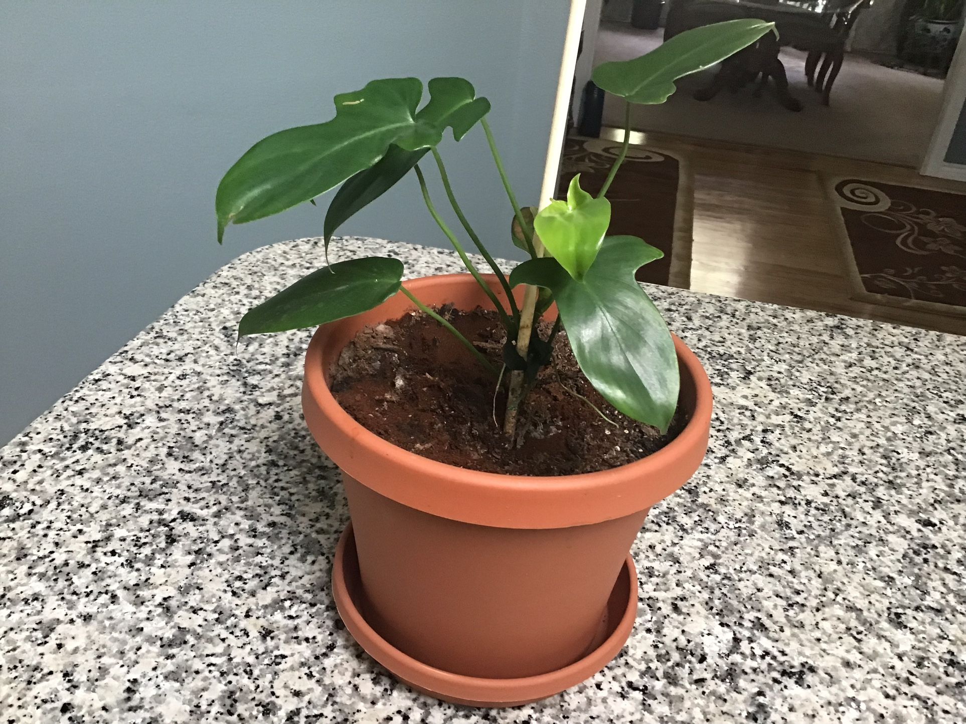 Plant