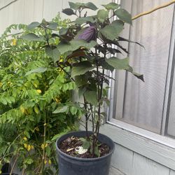 Edible Asian Mint Plant For Sale