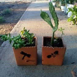 Plantas $8 Por los Dos