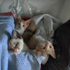 Kittens Looking For Home