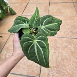 Anthurium Villenaroum