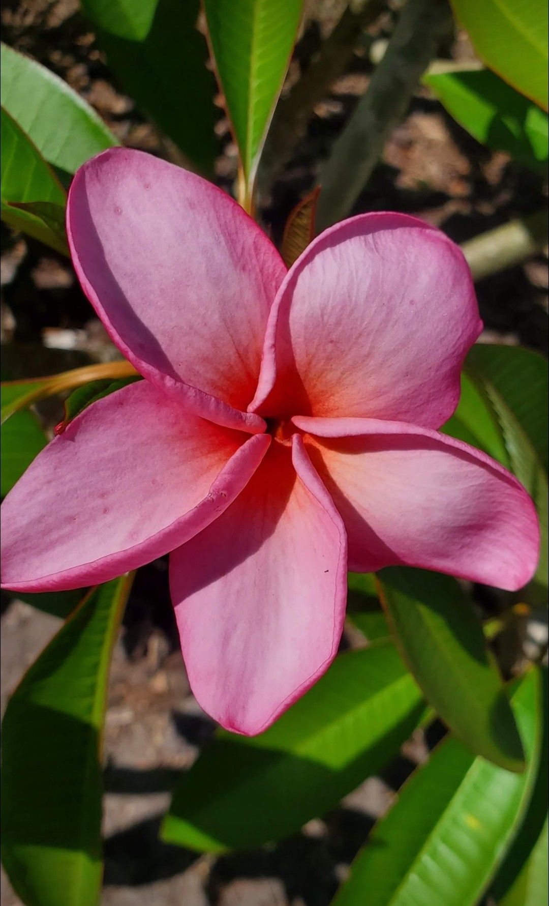 Red Sparkles Plumeria cutting 10"-14"