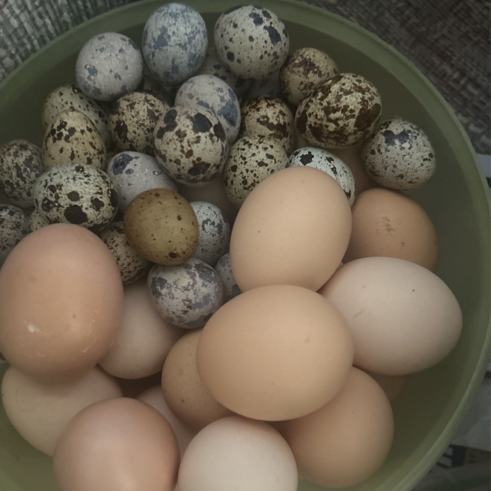Huevos De Gallina Y Godornis