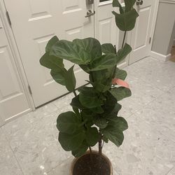 Bambino Fiddle Leaf Fig With IKEA Clay Pot