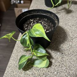 Brasil Philodendron 