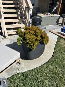 Potted Plant. The pot is 2x3x2 planted with a mature succulent.