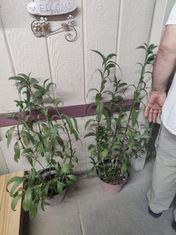 MEXICAN PETUNIA OR RUELLIA EACH ONE /$10 / CADA UNA / NELLIS BLVD AND CHEYENNE AVE