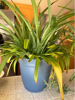 Huge spider plants