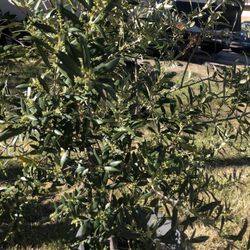 Olive Tree’s