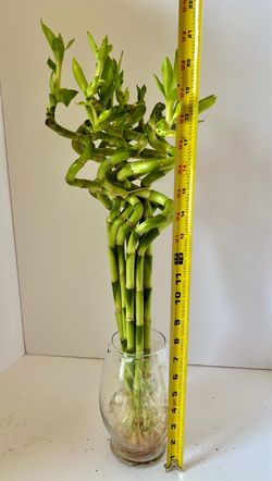 Lucky bamboo bundle of 10 stalks