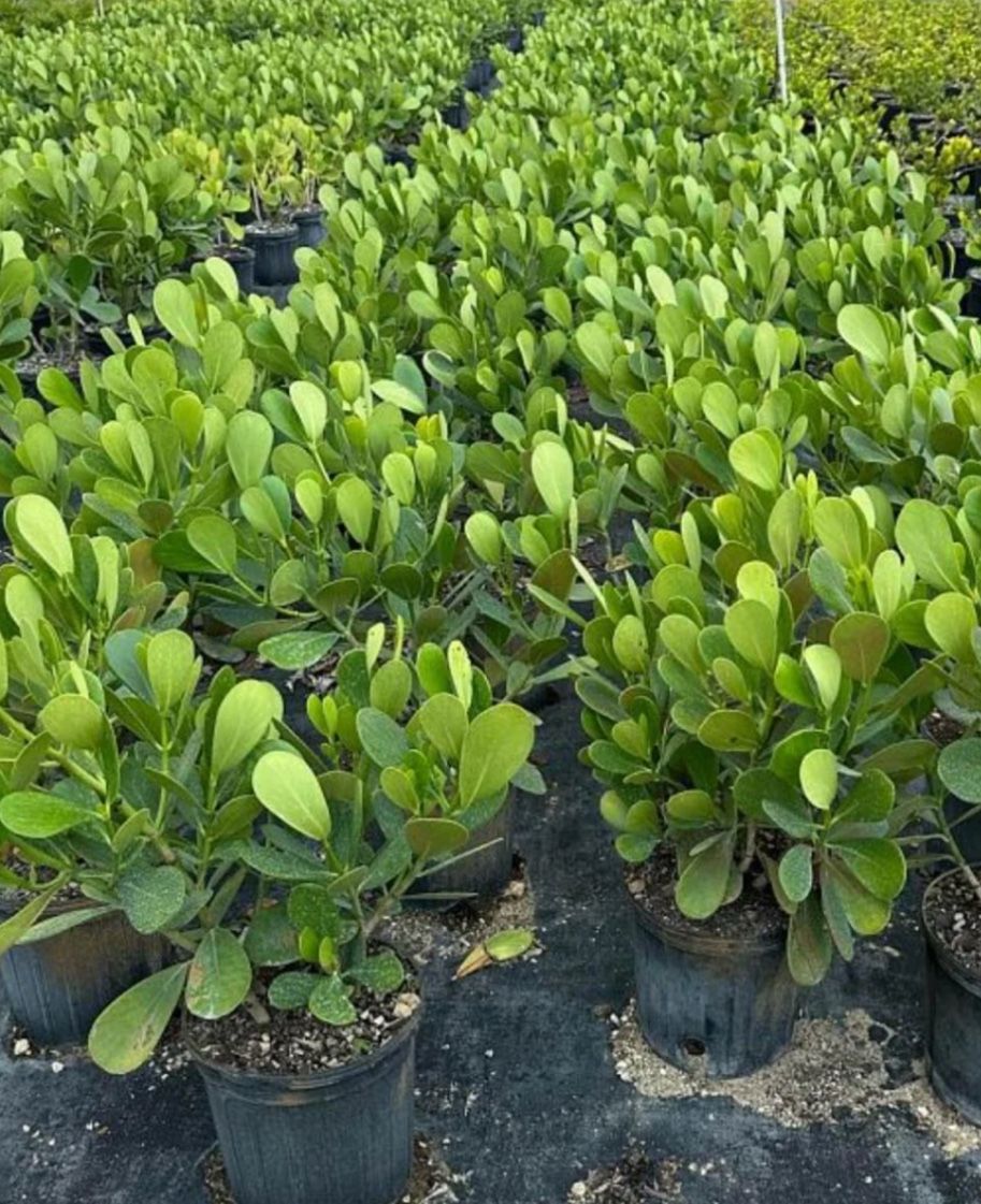 $15 Includes transfer and installation