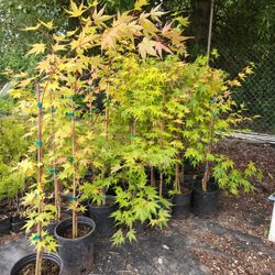 Sango Kaku Japanese Maple – 2–3 ft – $10