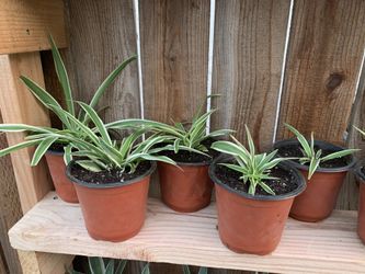Spider plant
