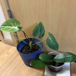Free Plants