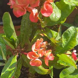 Plant De Corona De Cristo 