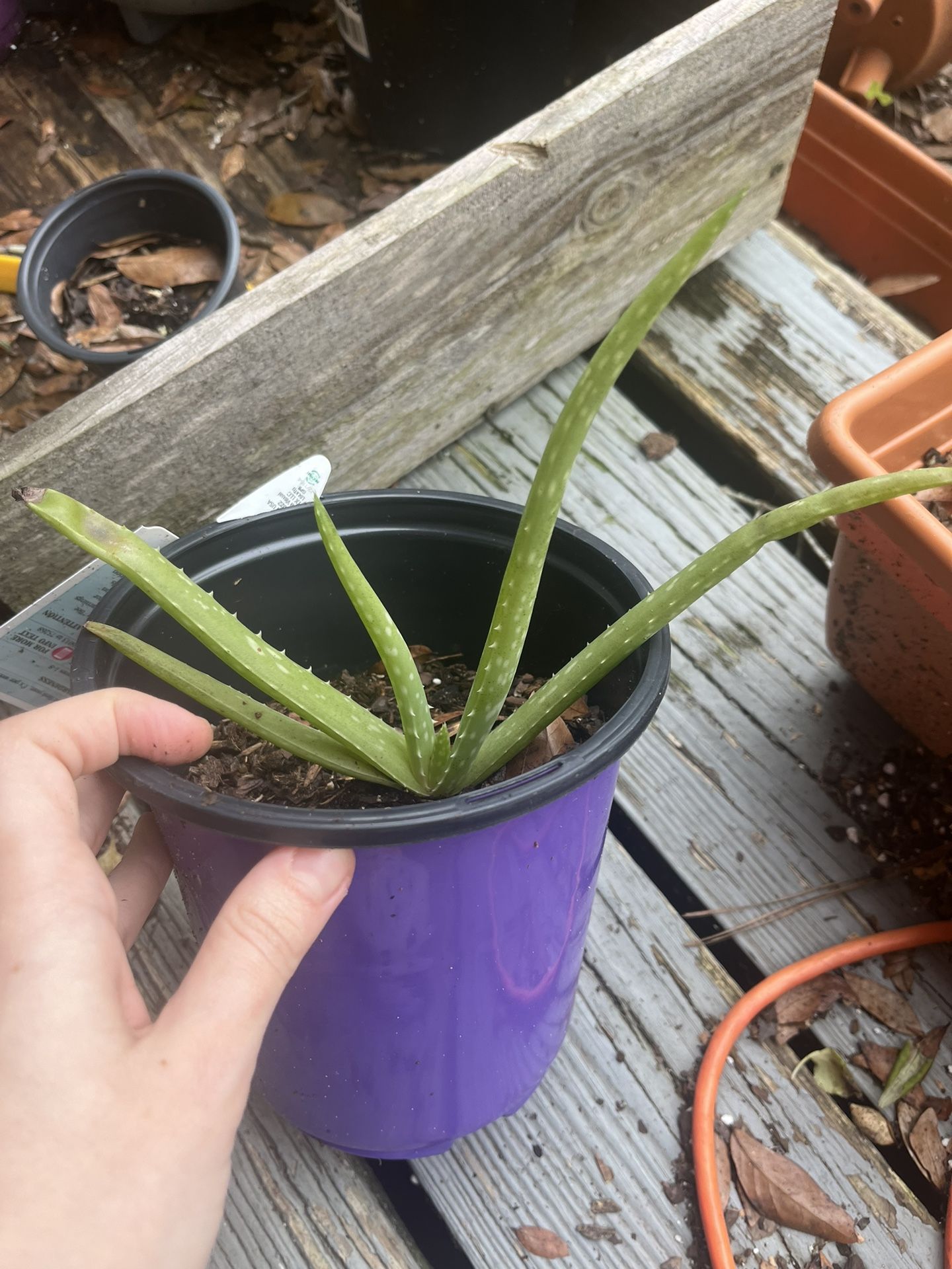 Baby Aloe Plant 