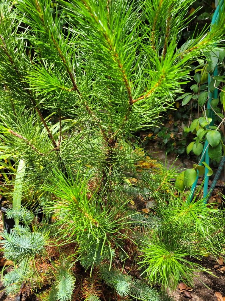 Italian Stone Pine Tree