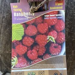 🔥Raspberry Tulameen 🔥