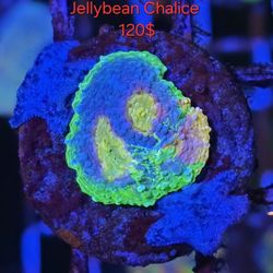 Decor Reef Tank Frag