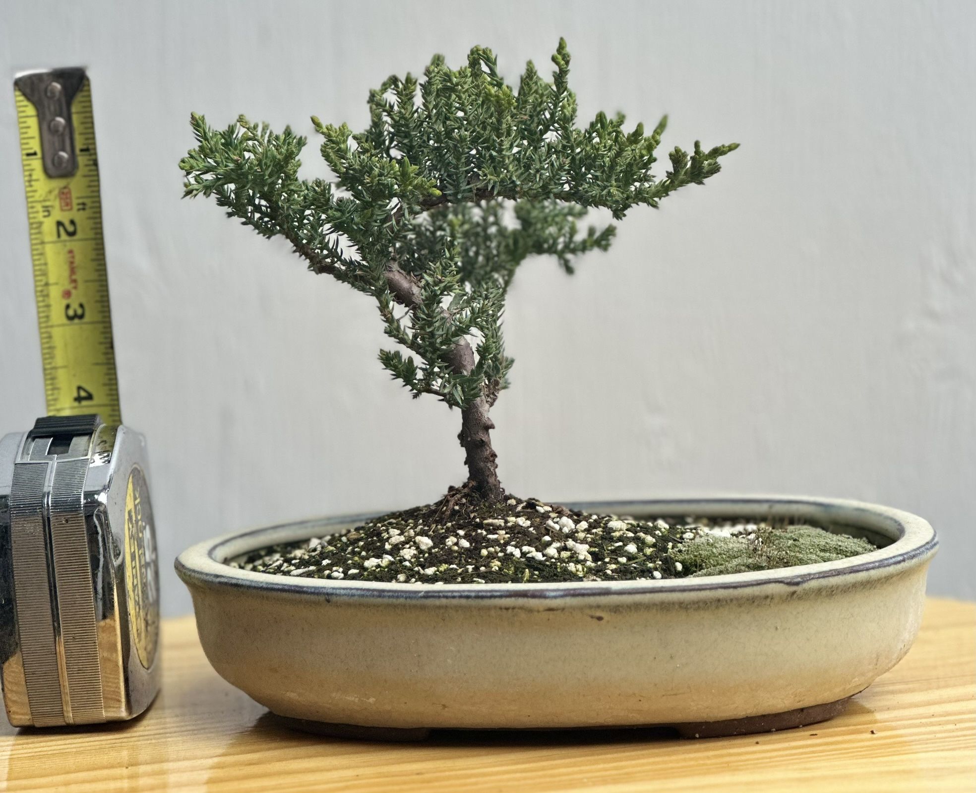 Juniper procumbens Nana Bonsai tree, in clay pot with Kyoto moss #3