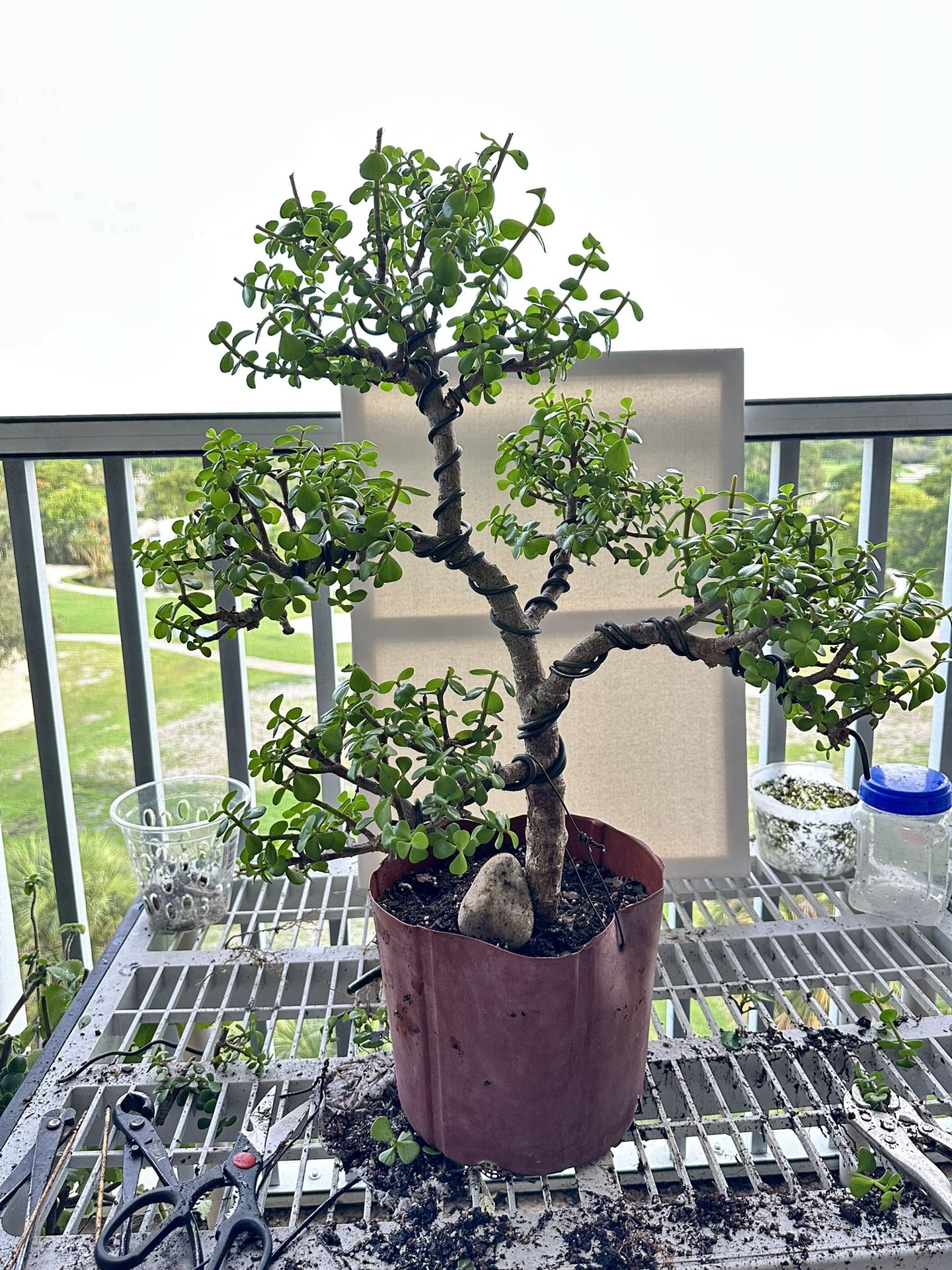 Bonsai Tree Jade