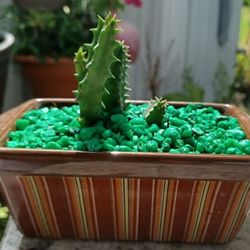 Cactus.Orbea Variegata 