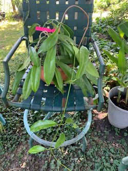 Hoya Treubiana plant