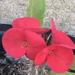 Corona De Cristo Cemiya