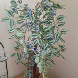 Plant Decor 