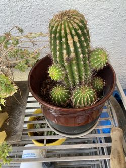 Pups From Cactus 
